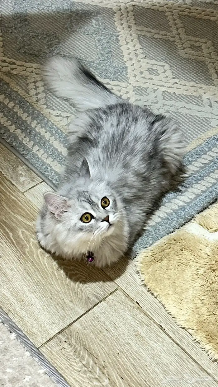 قطة انثى للتبني مع الاغراض 0