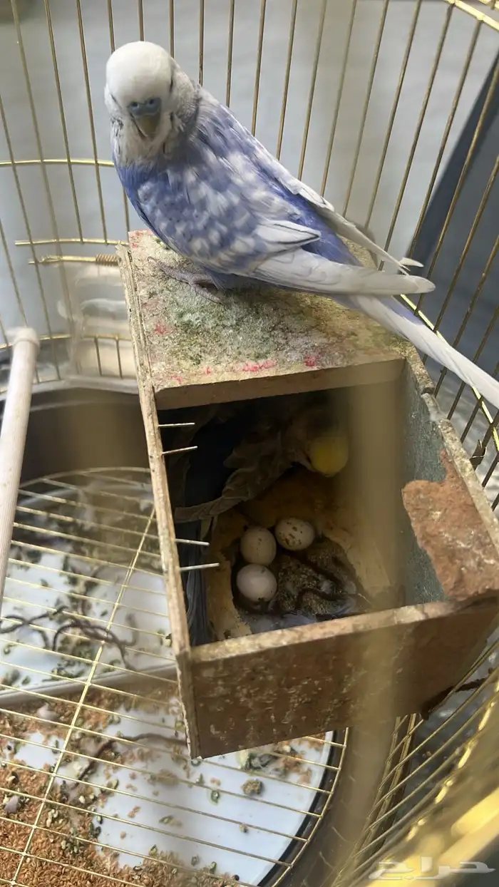 جوز طيور حب بادجي 0