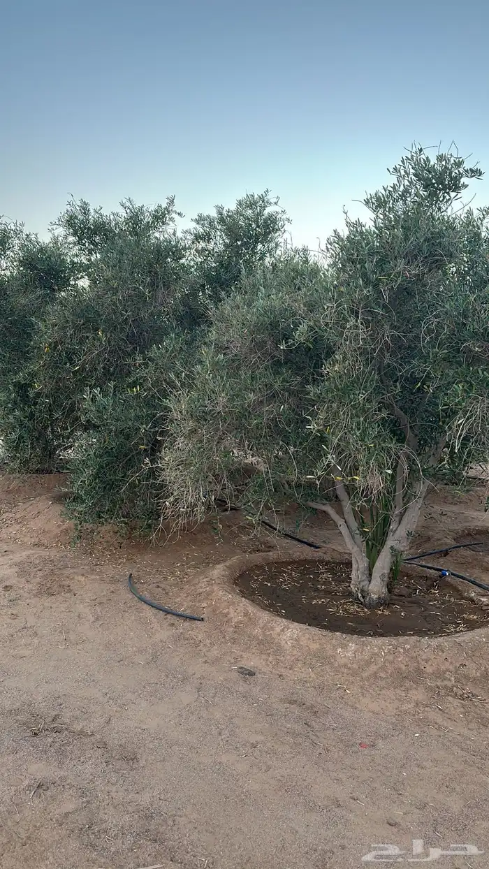 شجر زيتون 0