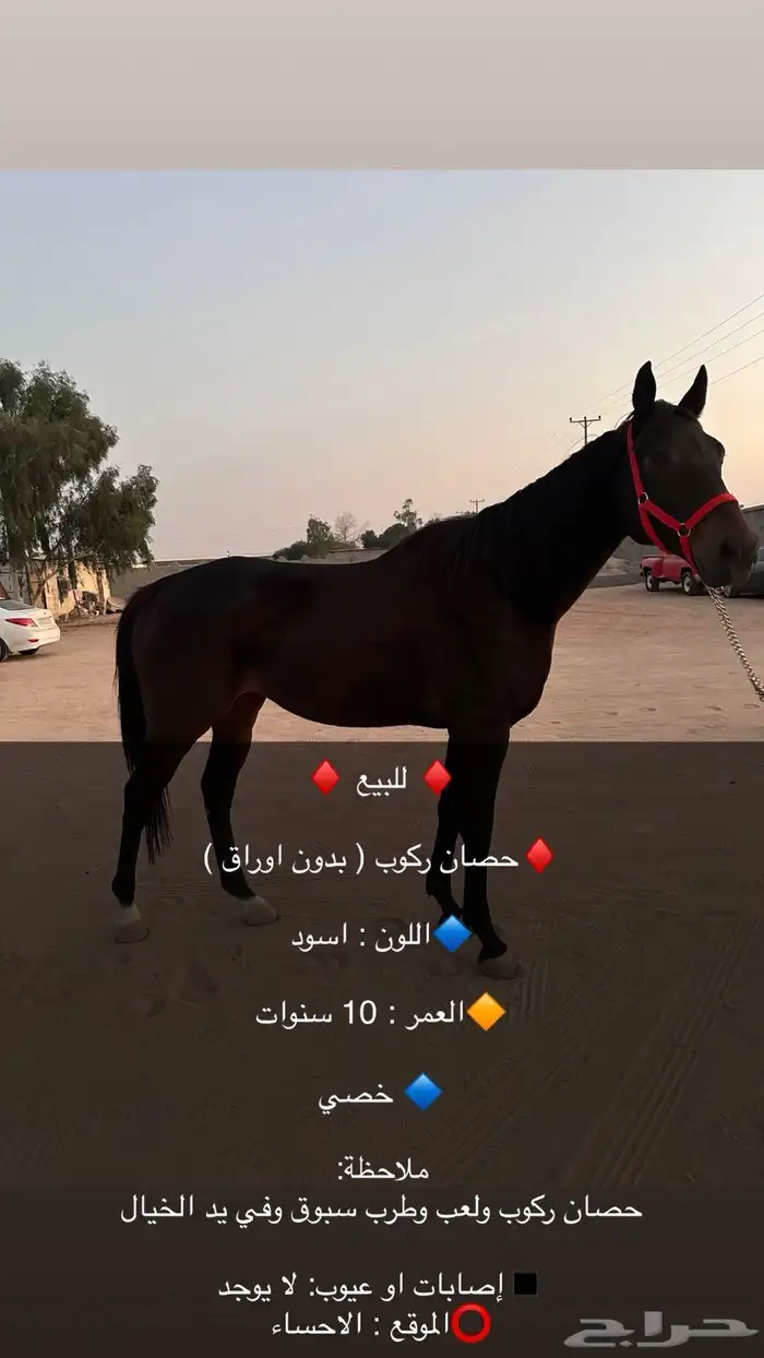 حصان ركوب من دون اوراق الاحساء 0