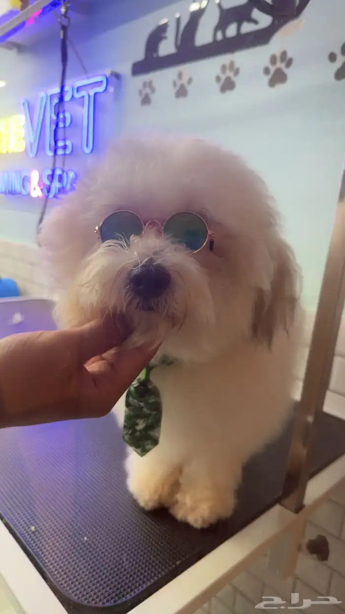 كلب مالتيز 0