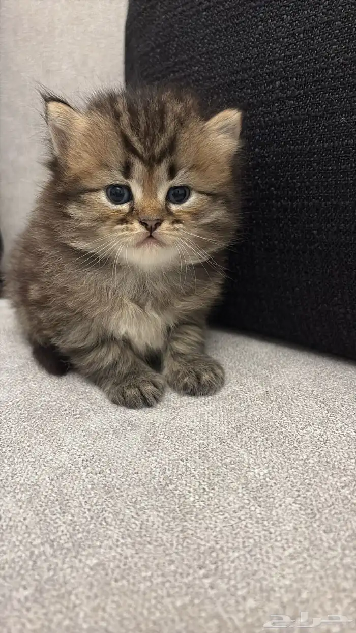 قطط شيرازي بيور للبيع 2