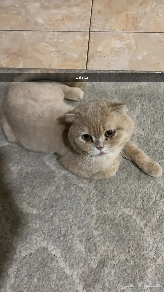 كتن سكوتش للبيع 6