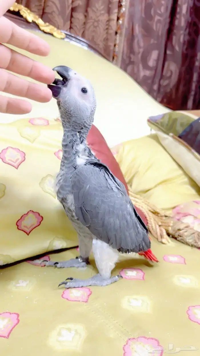 فرخ طفره انتاج محلي حجمه جبار سوبر سوبر جامبو يقبل غر بشراه 0