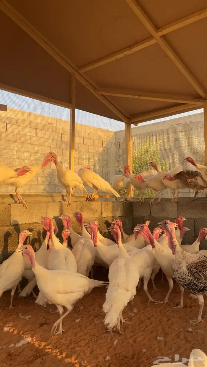 ديك رومي للبيع جملة وتجزئية 4