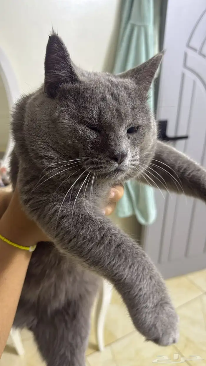 قط برتش لتبني 3