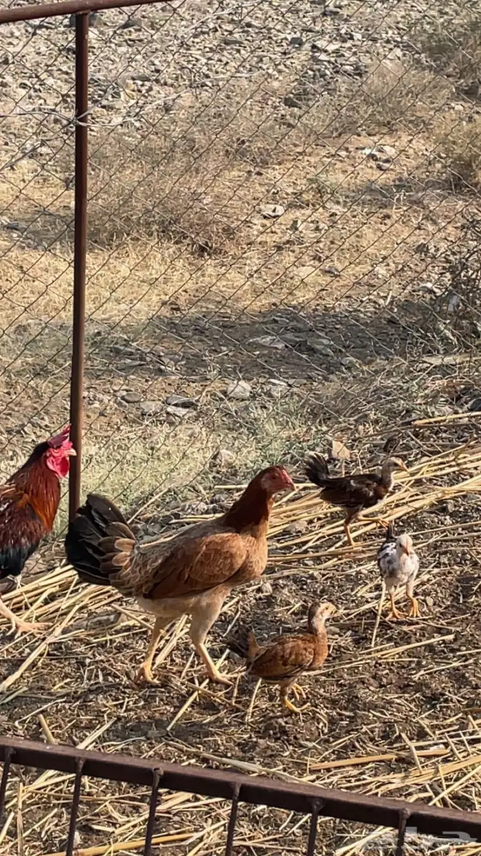 دجاج بلدي مفرخ 0