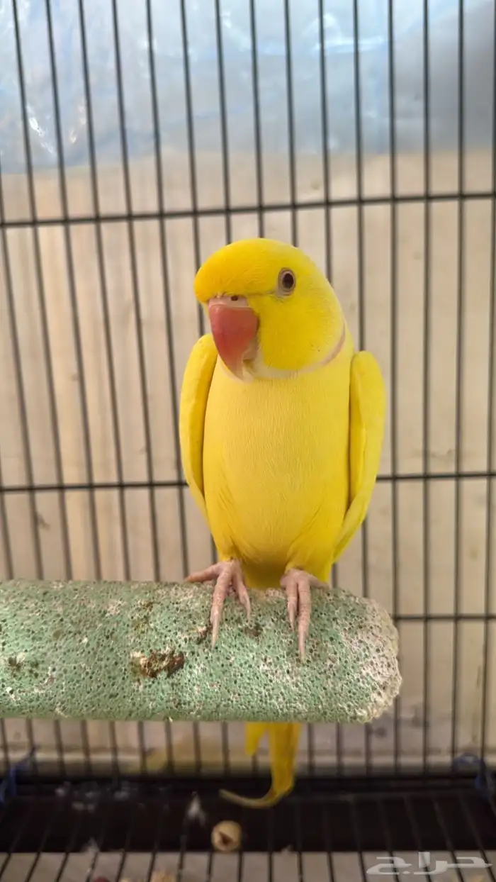 دره هولندي 0