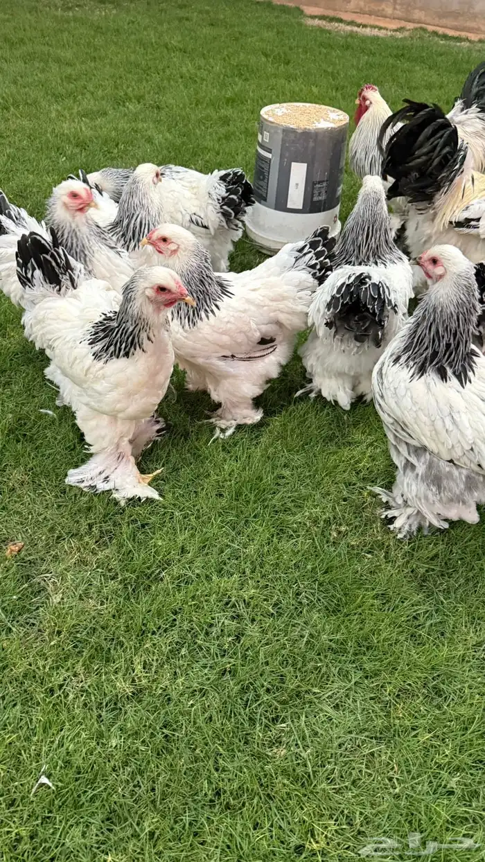 دجاج براهما 1