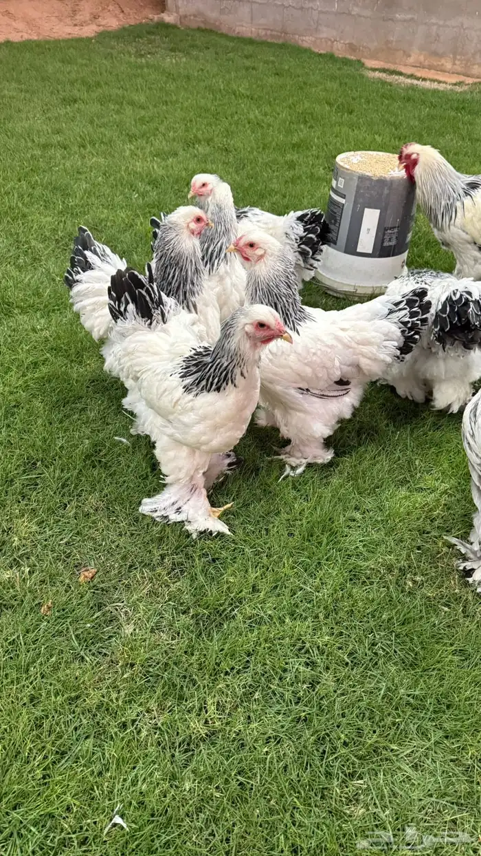 دجاج براهما 0