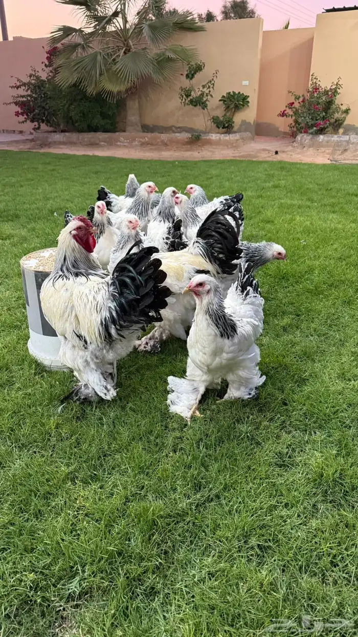 دجاج براهما 3