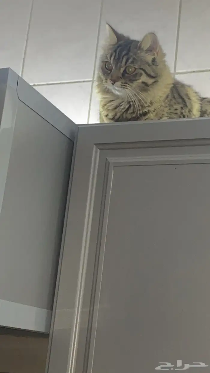 قطه ضايعه ابحر الشماليه 0