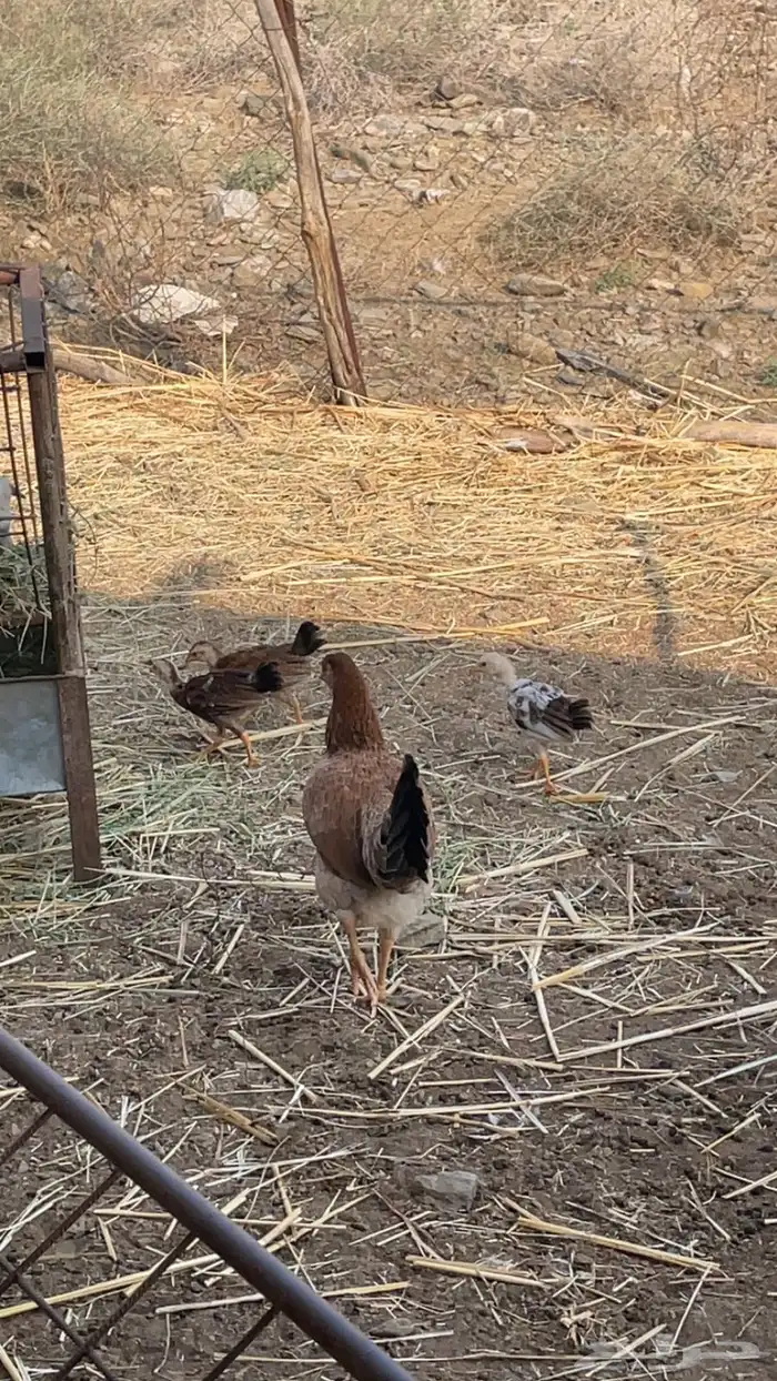 دجاج بلدي مفرخ 1