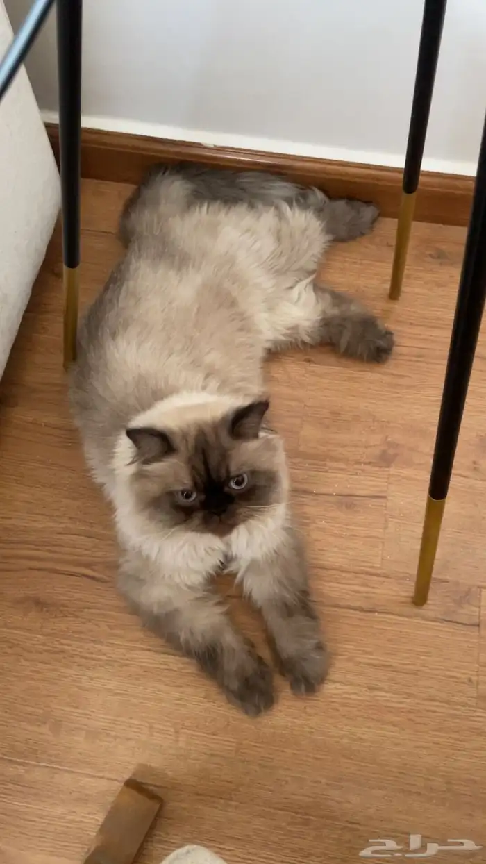 قط مفقود هيمالايا حي الجزيره خلف الطازج 0