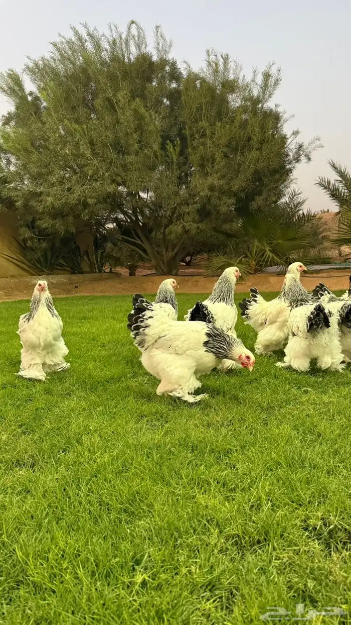 دجاج براهما 5