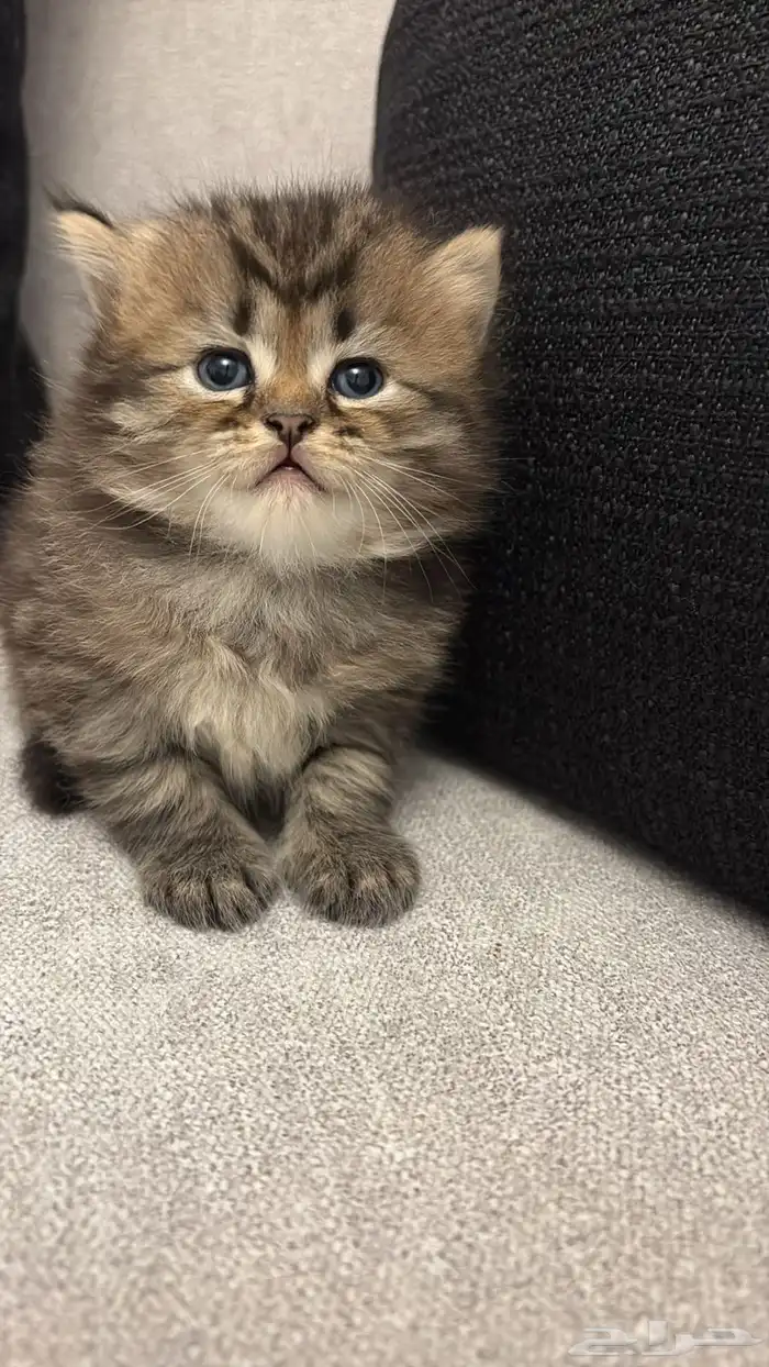 قطط شيرازي بيور للبيع 0