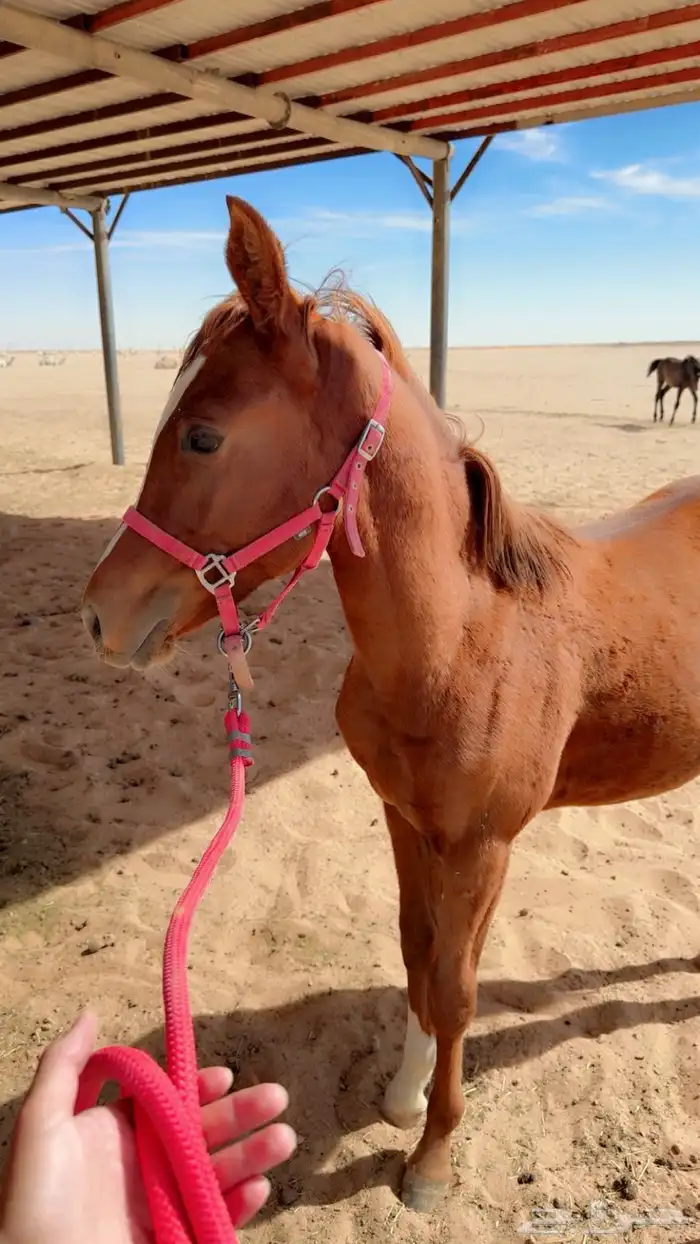 حصان شعبي للبدل بحصان شعبي معسوف شرط سلامة الحصان 2