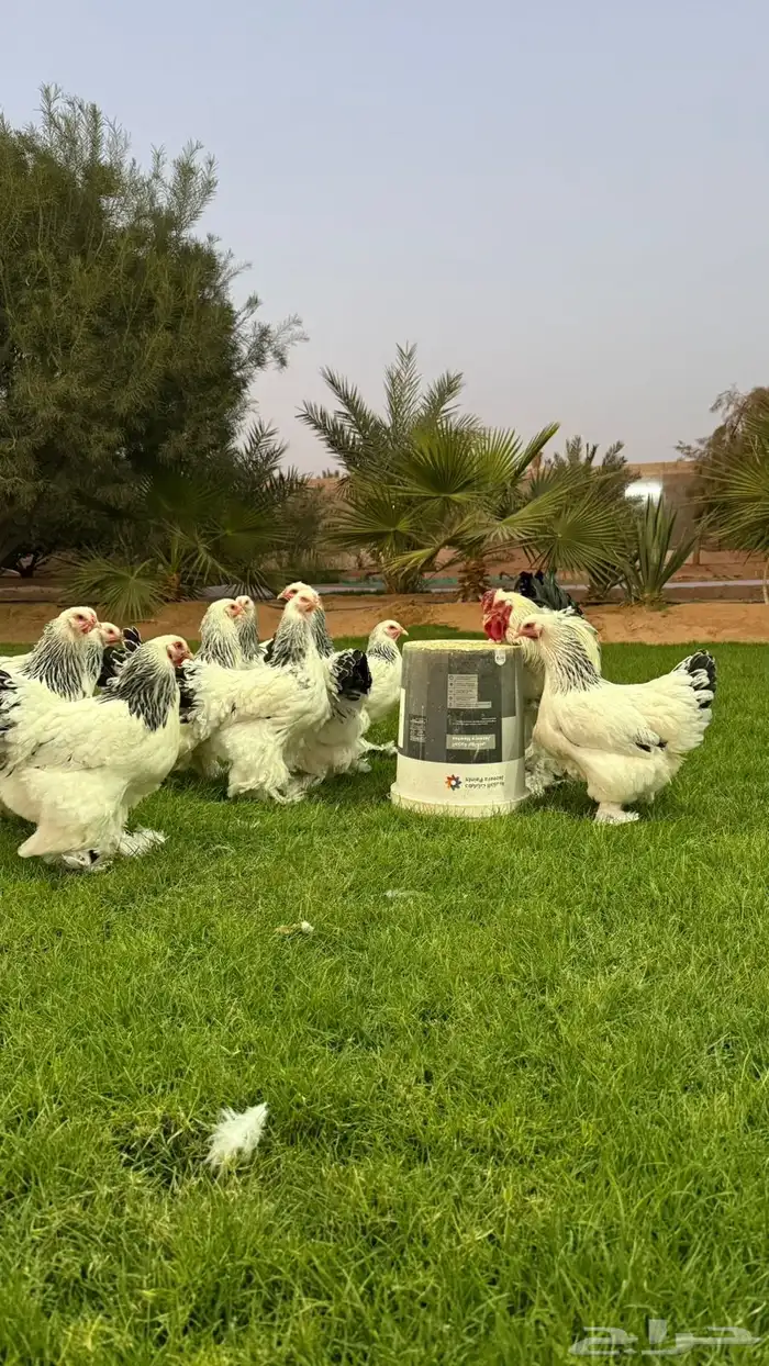 دجاج براهما 4