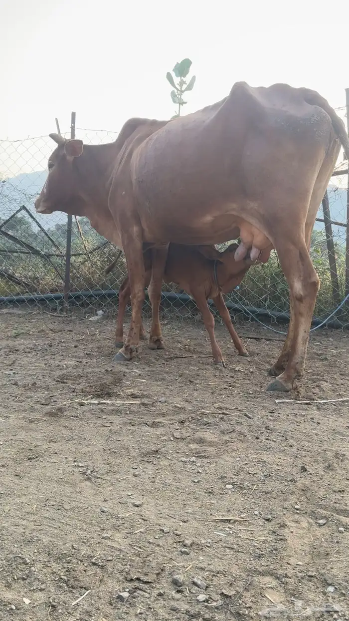 بقره تحتها حسيله 0