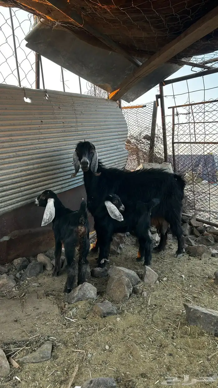 نعجه والد وعنز والد تحتها 2 3