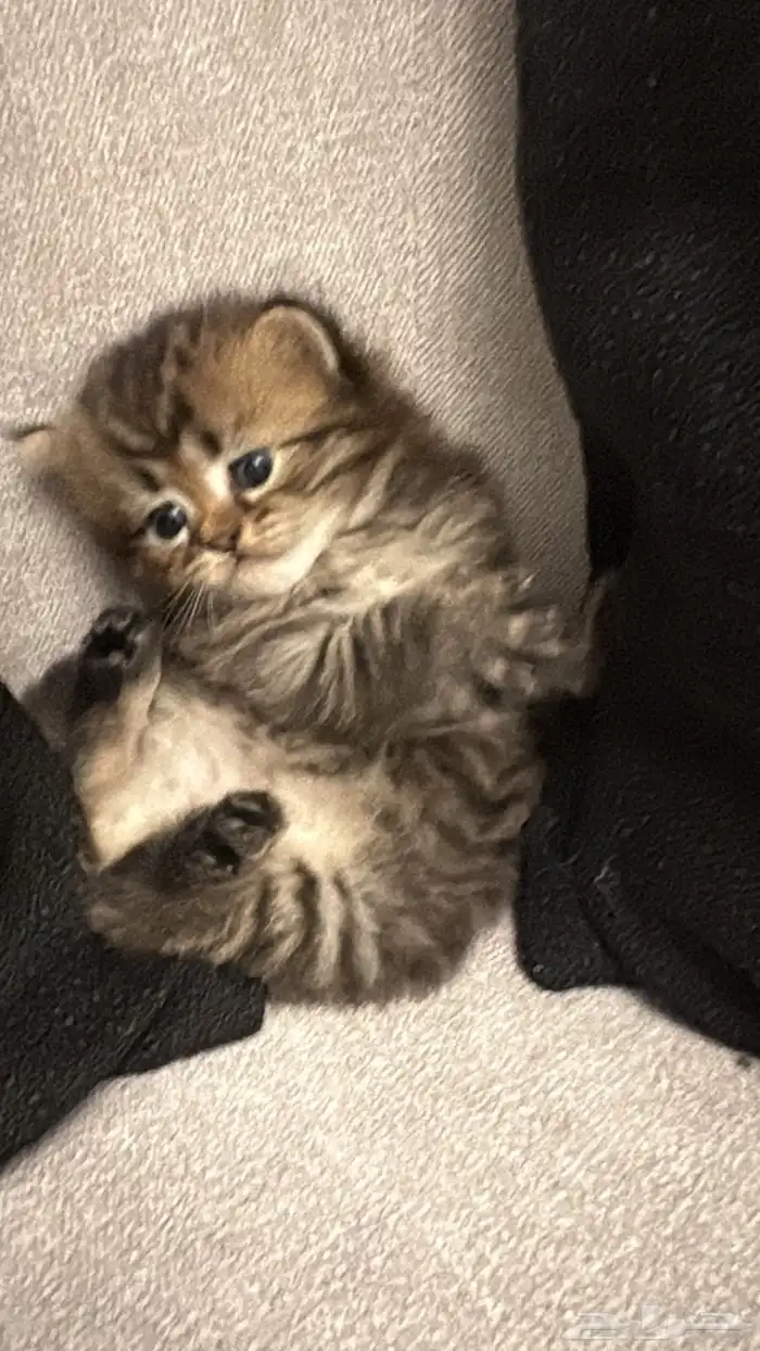 قطط شيرازي بيور للبيع 1