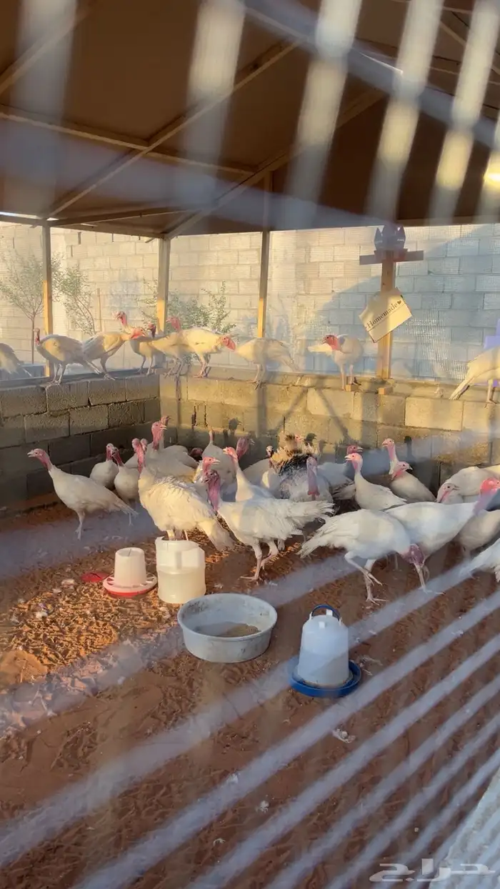 ديك رومي للبيع جملة وتجزئية 2