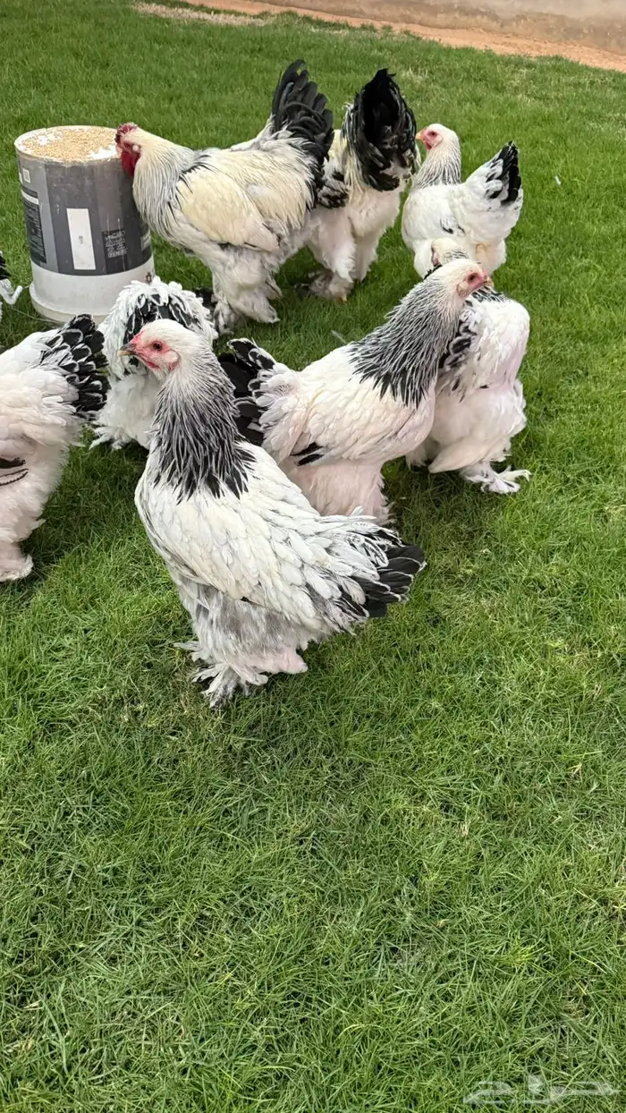 دجاج براهما 2