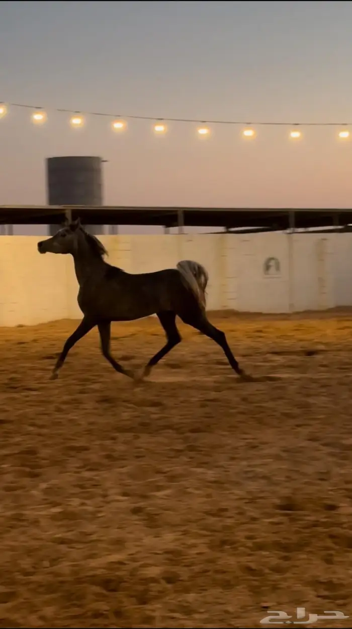 مهر سنة ونص بيع شعبي 0