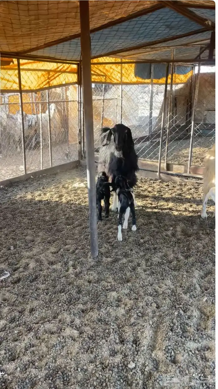 معزا متابيع 2