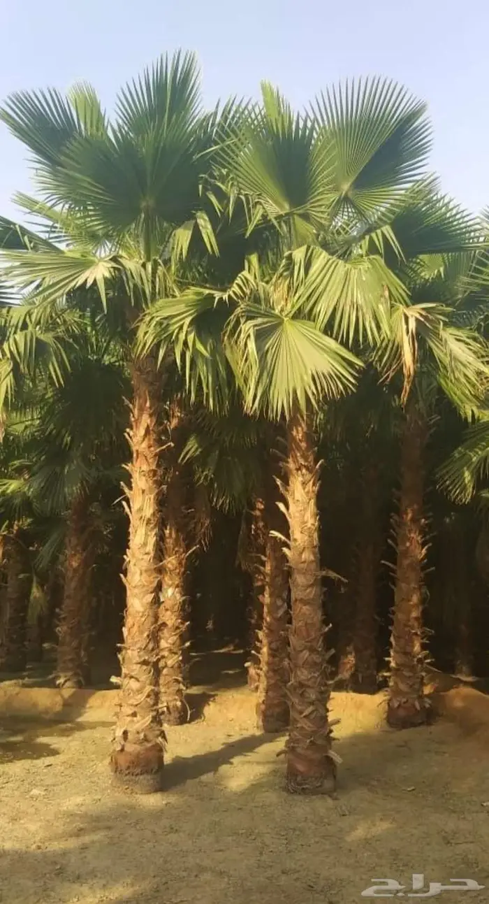 نخل ملوكي نخل واشنطني 1