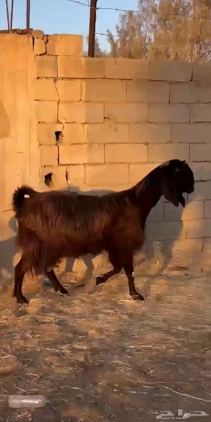 عنز قبرصيه مصريه معزا 0