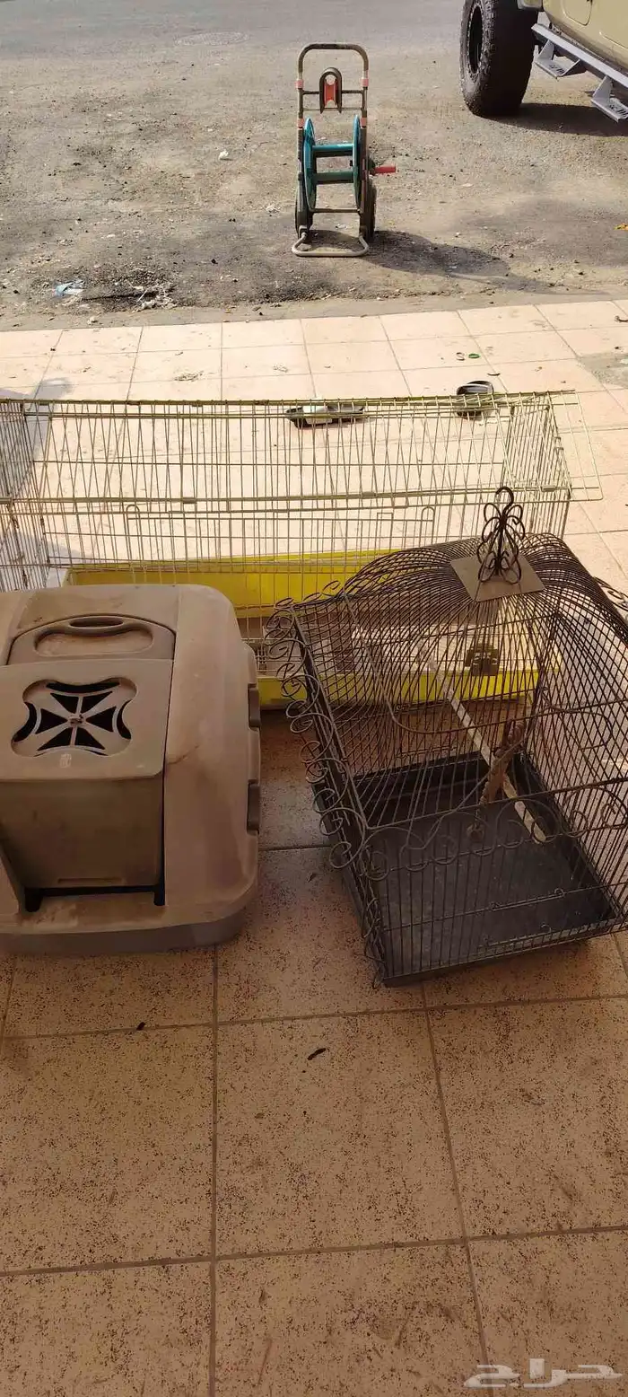 اقفاض طيور للبيع المستعجل خلال اليوم 3