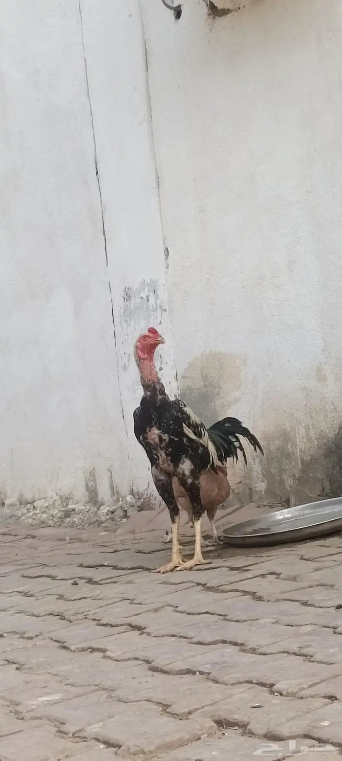 ديك سندي صافي 3