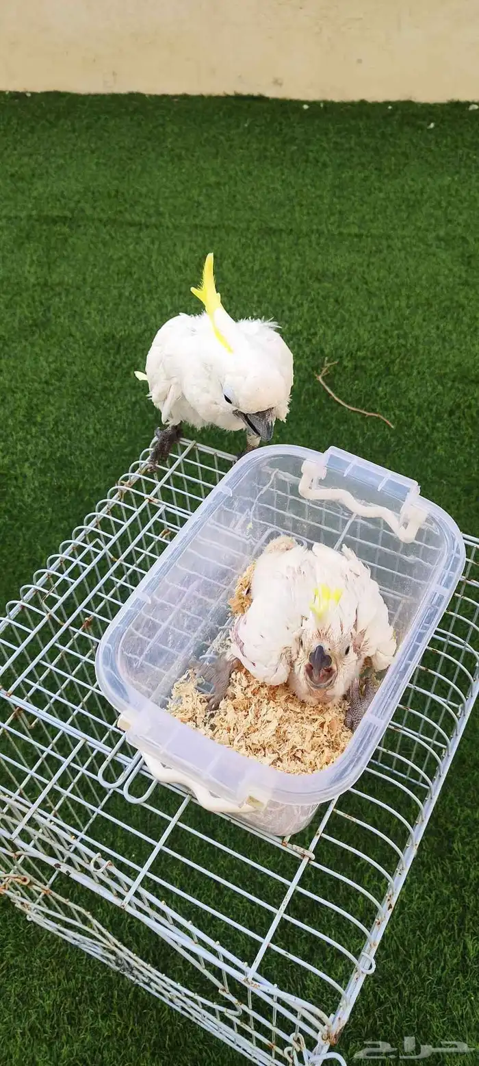 زوج مع فرخ وكوكاتو منتج 1