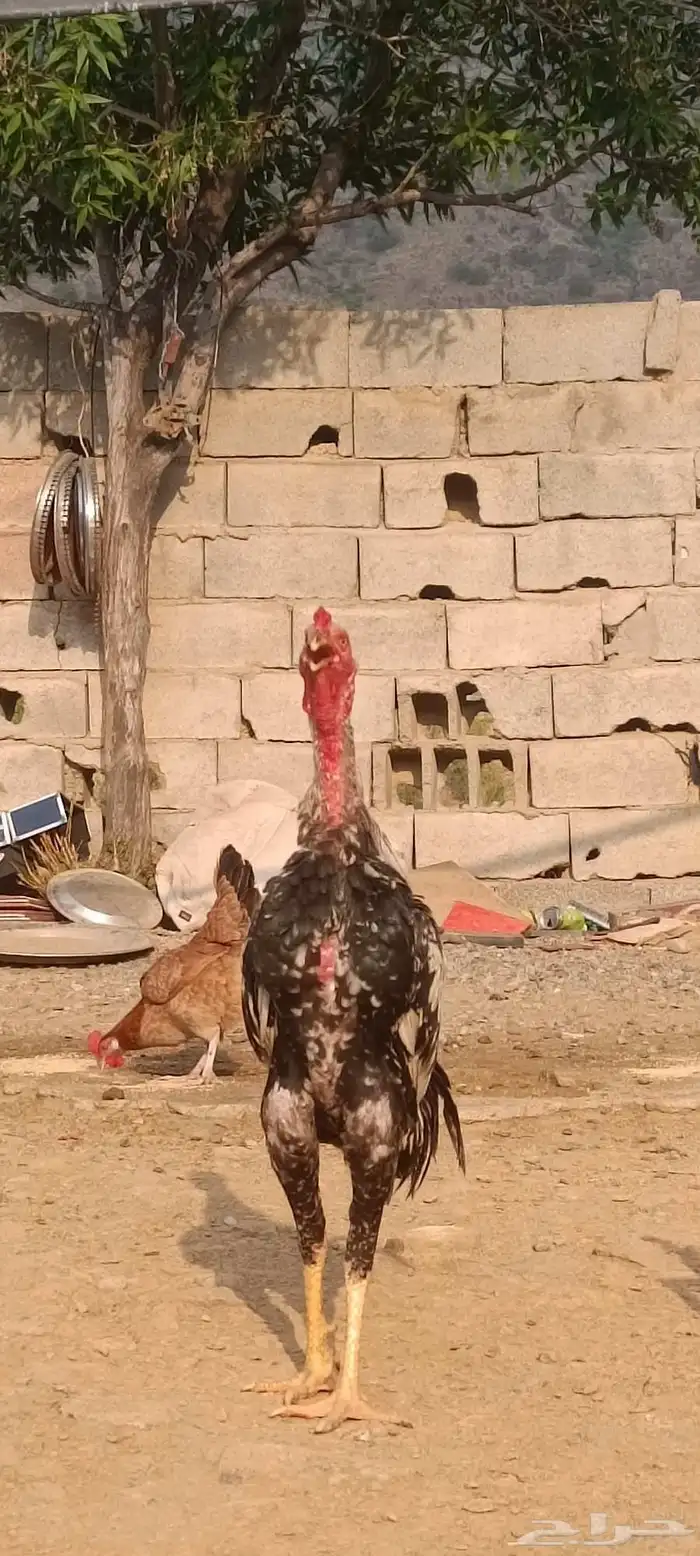 ديك سندي صافي 4