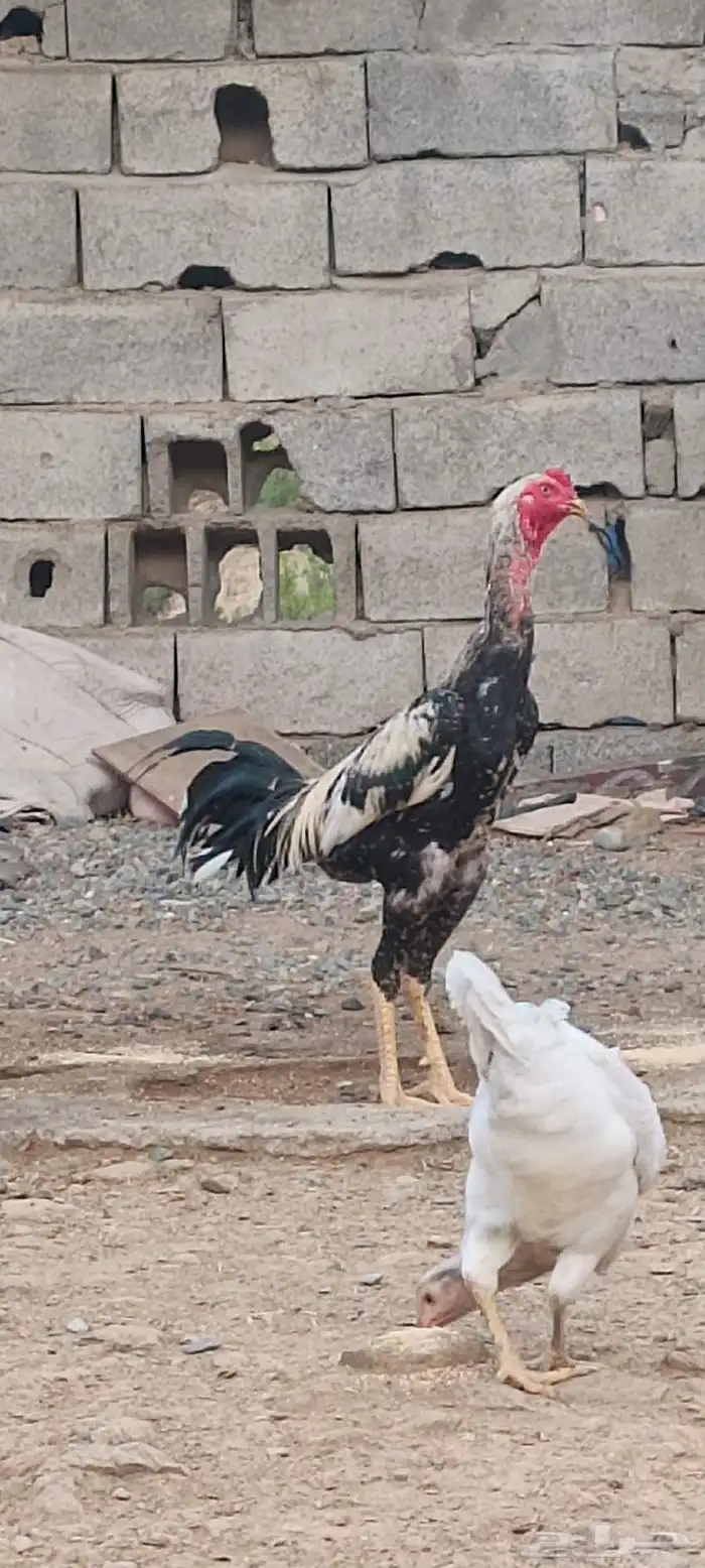 ديك سندي صافي 2