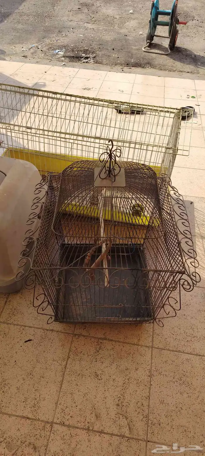 اقفاض طيور للبيع المستعجل خلال اليوم 0