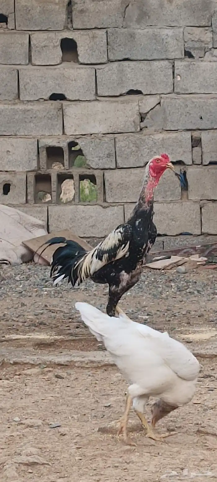 ديك سندي صافي 1