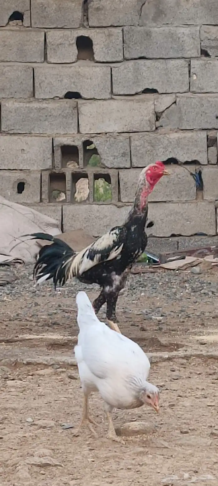 ديك سندي صافي 0