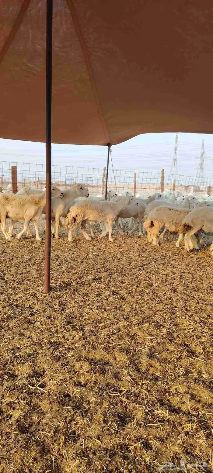 ضان حري جنب كلها دفيع 0