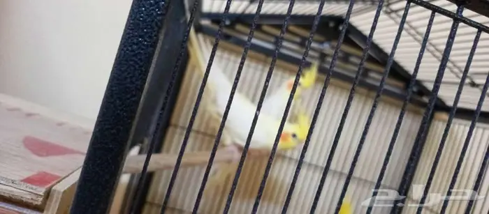 كروانات لاتينو منتجه 0