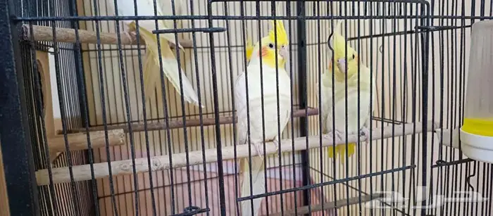 كروانات لاتينو منتجه 1