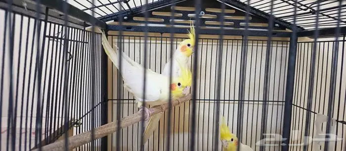 كروانات لاتينو منتجه 4