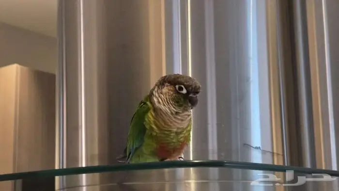 زوج كنيور اليف هدد 1