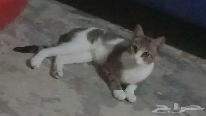 قط مرقط للتبني 0