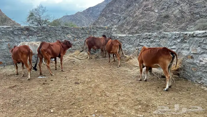 بقر رعويه للبيع 2