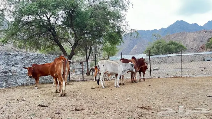 بقر رعويه للبيع 3