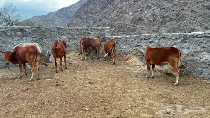 بقر رعويه للبيع 0