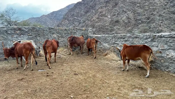 بقر رعويه للبيع 1