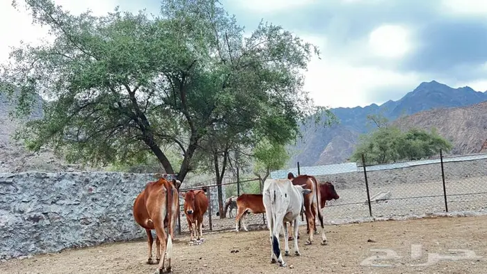 بقر رعويه للبيع 4